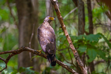 Adult Crested serpent-eagle(Spilornis cheela)