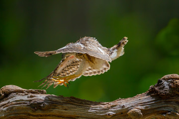 Young Crested serpent-eagle(Spilornis cheela) 