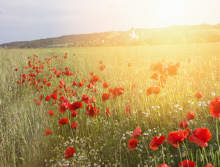 papaveri tra i raggi di sole © garpinina