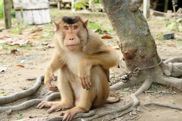 Wild monkey enchain to the tree