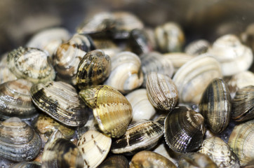clams from the pan while cooking