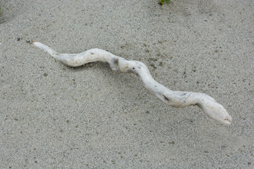 Fototapeta na wymiar dry root in the sand