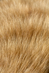 Fur of cat close up image for background. Bright red and orange natural fur of domestic cat macro