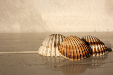 shells