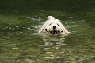Hund schwimmt 