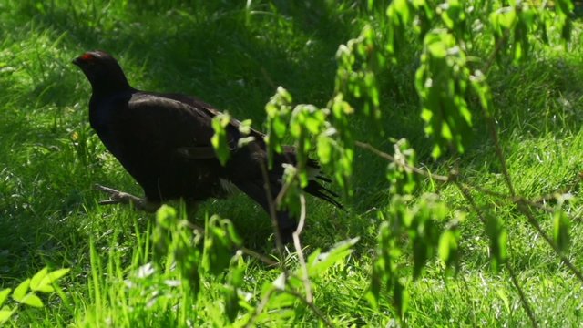 Birkhahn - Birkwild