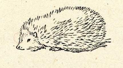 European hedgehog (Erinaceus europaeus) © Juulijs