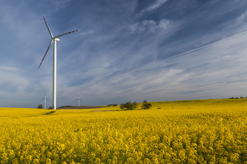 Wind turbines on a rape meadow (Poland)