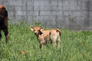 Calf and cow in farm