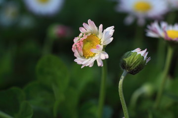 Chamomile flowers.Closeup of wild chamomile flowers.Close up with macro lens.