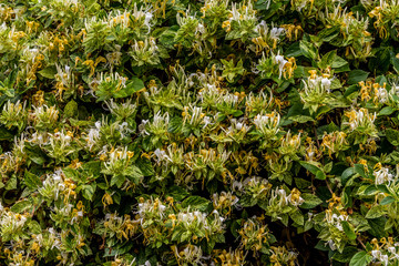 Le chèvrefeuille du Japon panaché en fleur