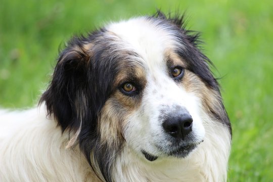 Head of the dog Tornjak