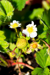 Fresh Green tiny Strawberries growing in Pot with Strawberry Flo