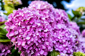 Beautiful purple flowers at green field.