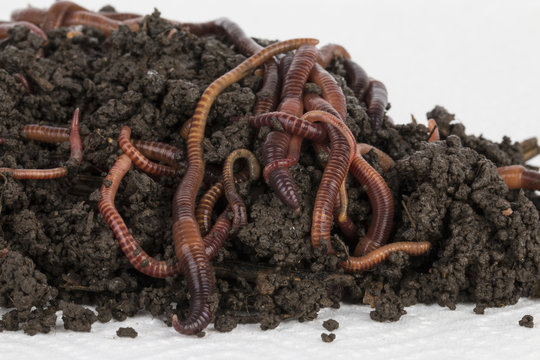Red worms in compost - Stock image.