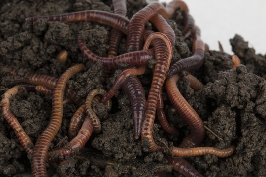 Red worms in compost - Stock image.