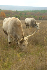 huge oxen grazing