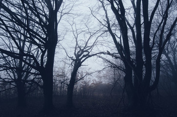 spooky twisted trees in dark forest