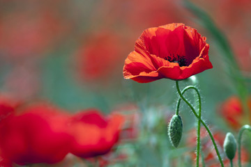 Obraz premium Beautiful wild poppy