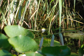 Froschkönig 