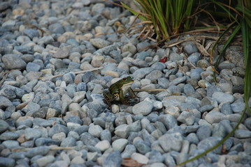 Froschkönig 