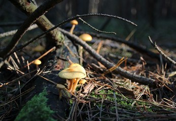 Pilze im Wald