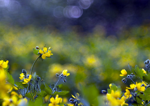 Yellow spring flowers © Reddogs
