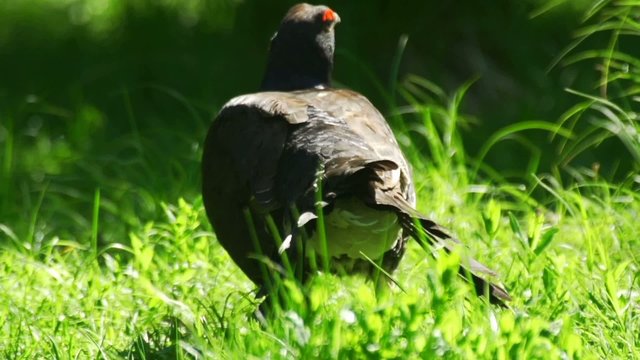 Birkhahn - Birkwild