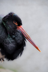 Черный аист