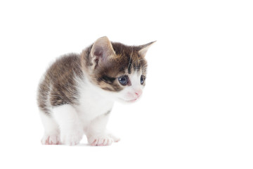 Kitten on a white background