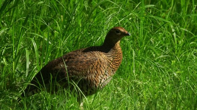 Birkhahn - Birkwild