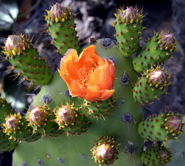 Opuntia cactus.
