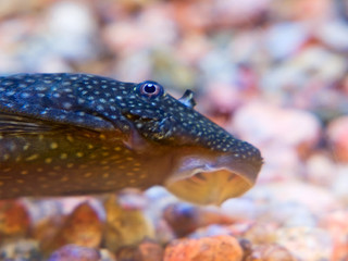 Obraz na płótnie Canvas Aquarium fish Ancistrus dolichopterus.