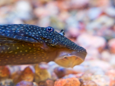 Aquarium fish Ancistrus dolichopterus.