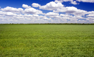 Obraz premium green field
