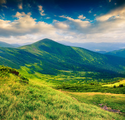 Colorful summer morning in the green mountains