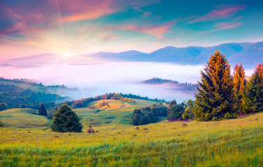 Naklejka na ściany i meble Sunny summer morning in the foggy Carpathian mountains.