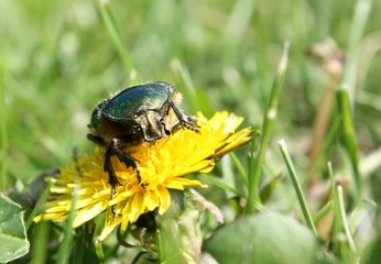 Rosenkäfer auf Löwenzahn