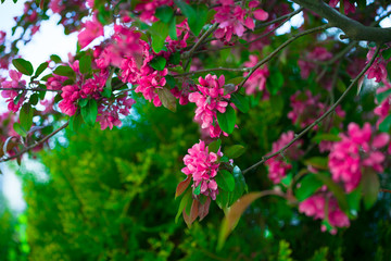 Blooming branch of a pink apple on sunny weather