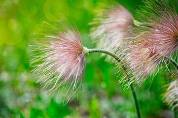 Pulsatilla patens after flowering