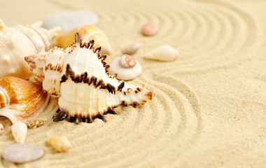 Fototapeta na wymiar Sea shells on sandy beach