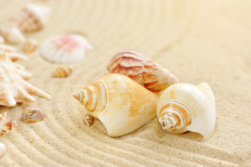 Sea shells on sandy beach