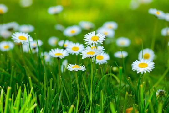 Beautiful daisies on background of green grass