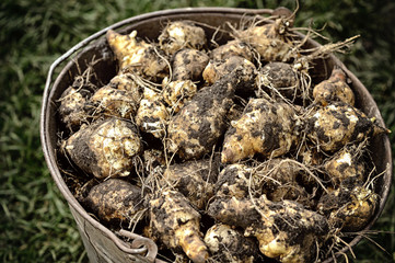 Freshly dug Jerusalem artichoke (Helianthus tuberosus)