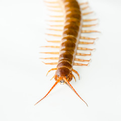 Centipede isolated
