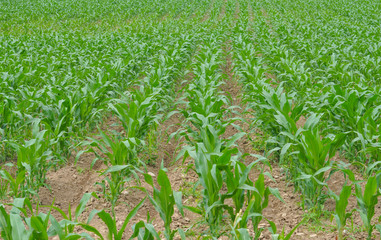 Naklejka premium Maize field