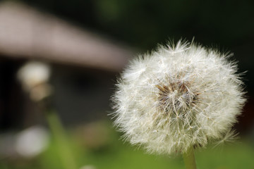 Одуванчик 2