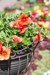 red petunias/Hanging Basket with red petunias