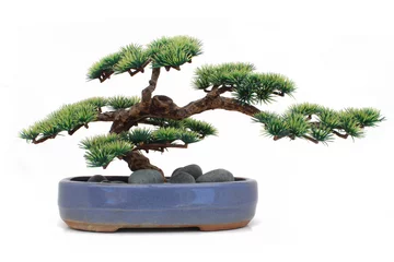 Keuken foto achterwand Bonsai Dummy bonsai / Dummy bonsai