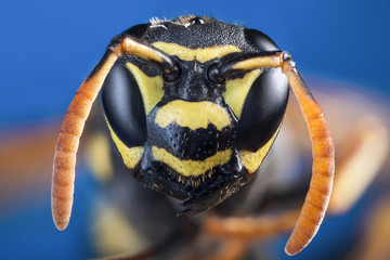 Wasp s head in close up